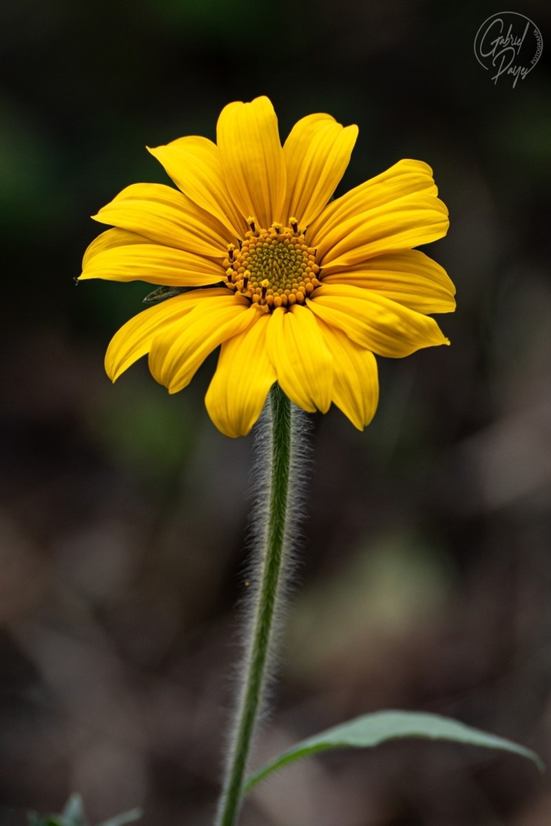 Tithonia tubaeformis photo 6