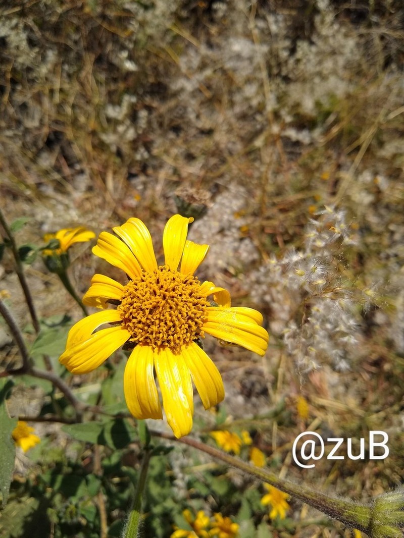 Tithonia tubaeformis photo 8