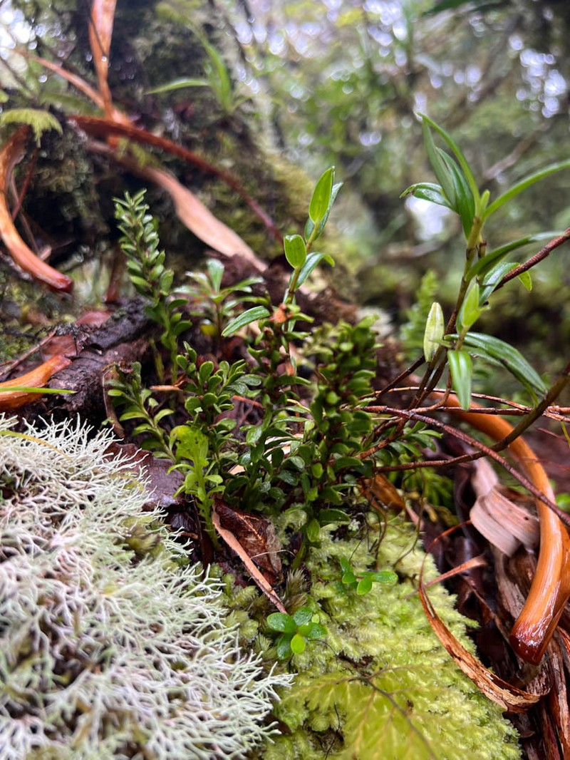 Tmesipteris alticola