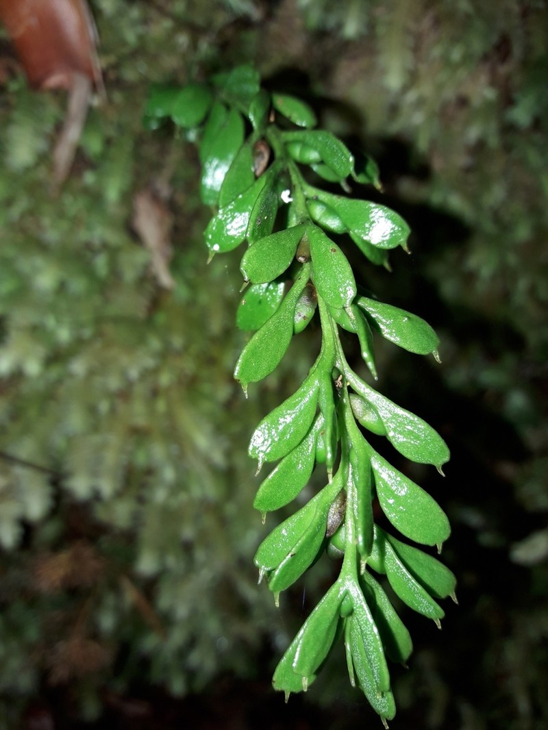Tmesipteris alticola photo 2