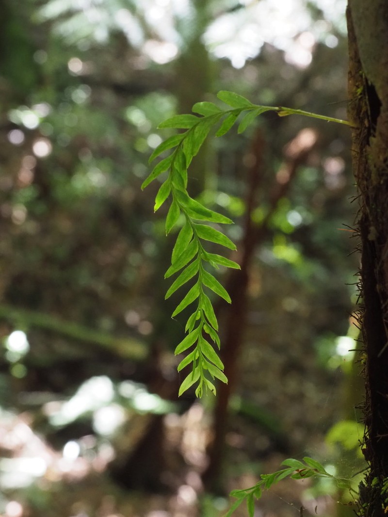 Tmesipteris elongata photo 2