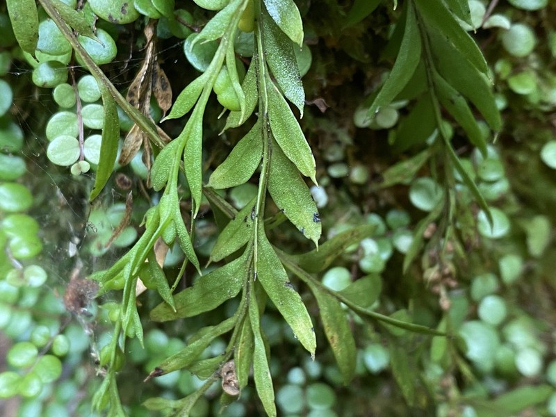 Tmesipteris elongata photo 3