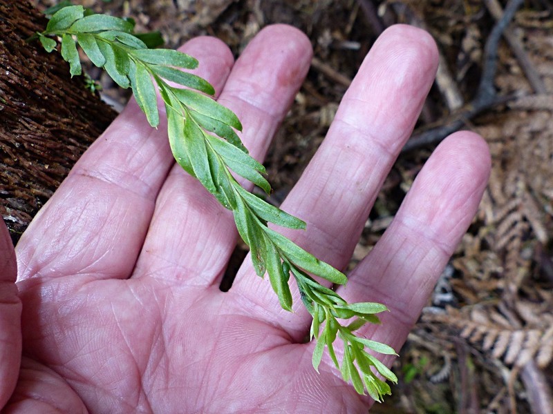 Tmesipteris elongata photo 4