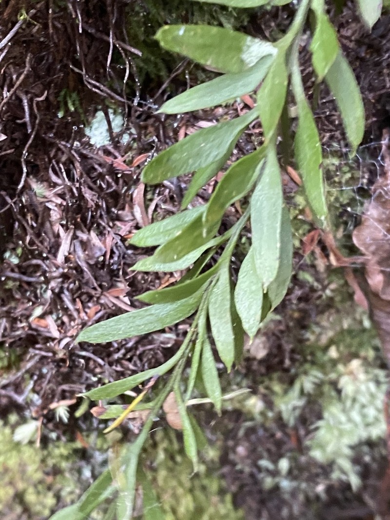 Tmesipteris elongata photo 5