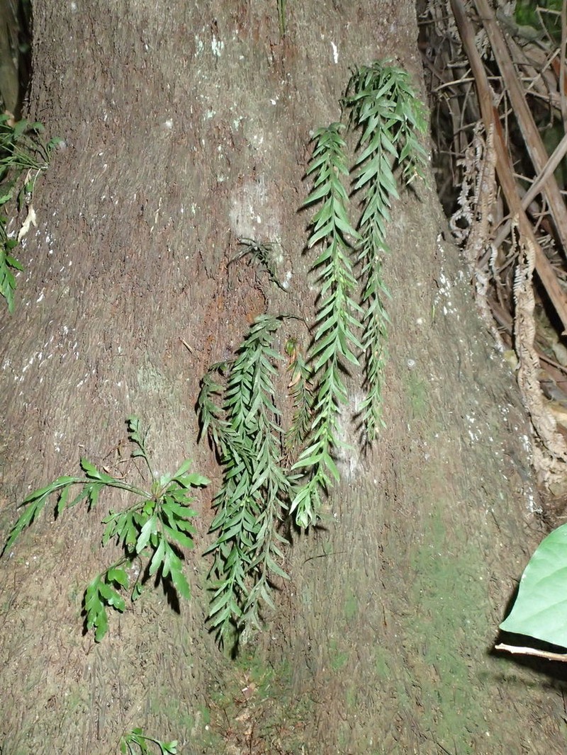 Tmesipteris elongata photo 6