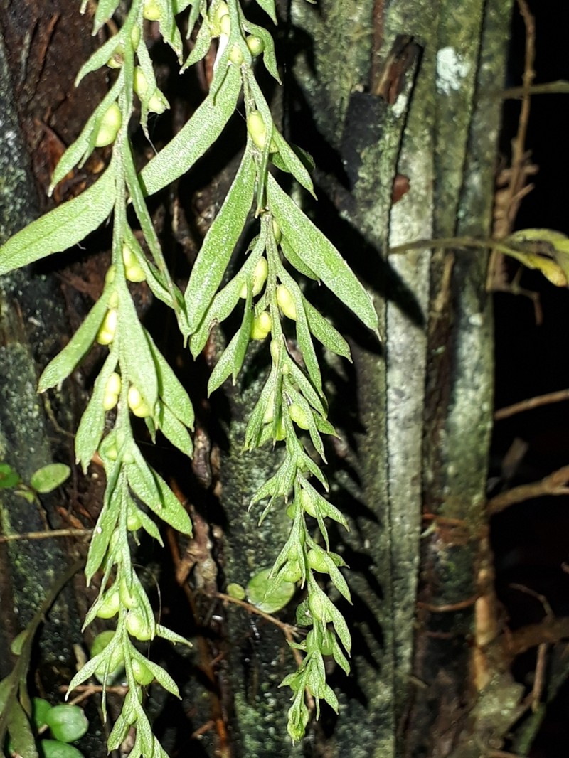 Tmesipteris elongata photo 7