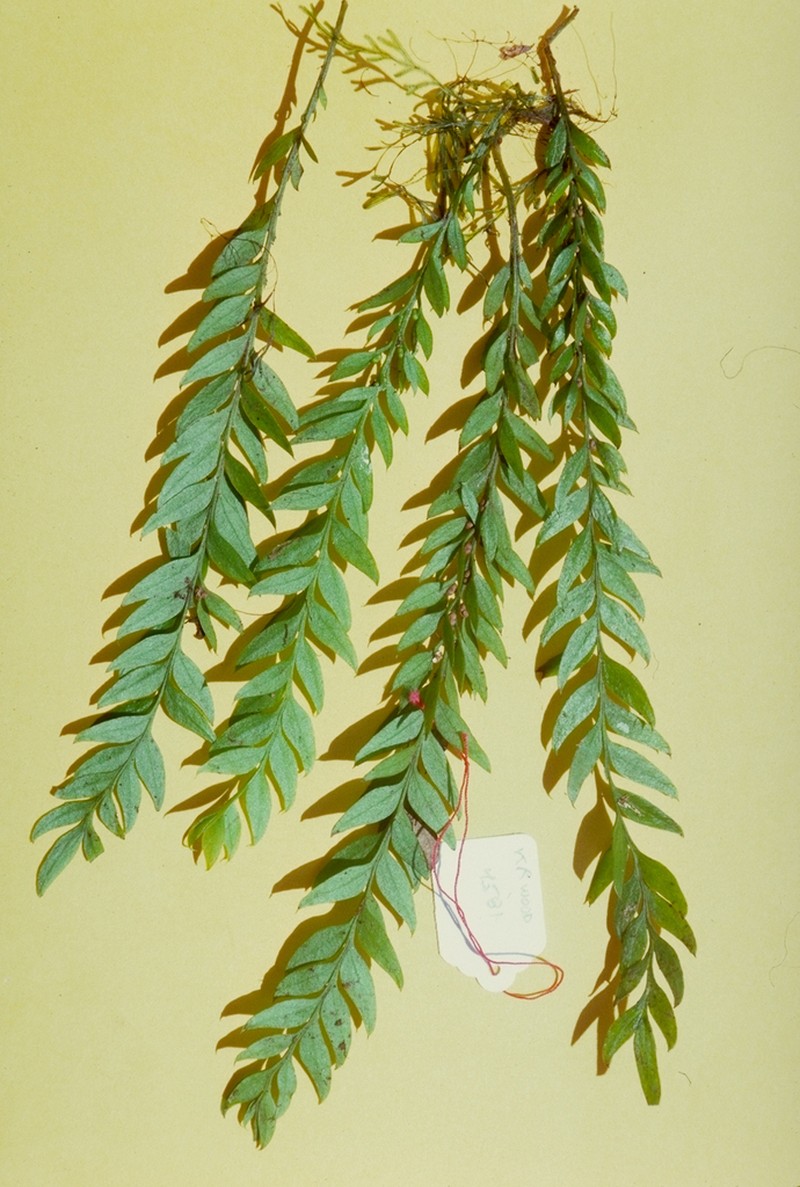 Tmesipteris gracilis