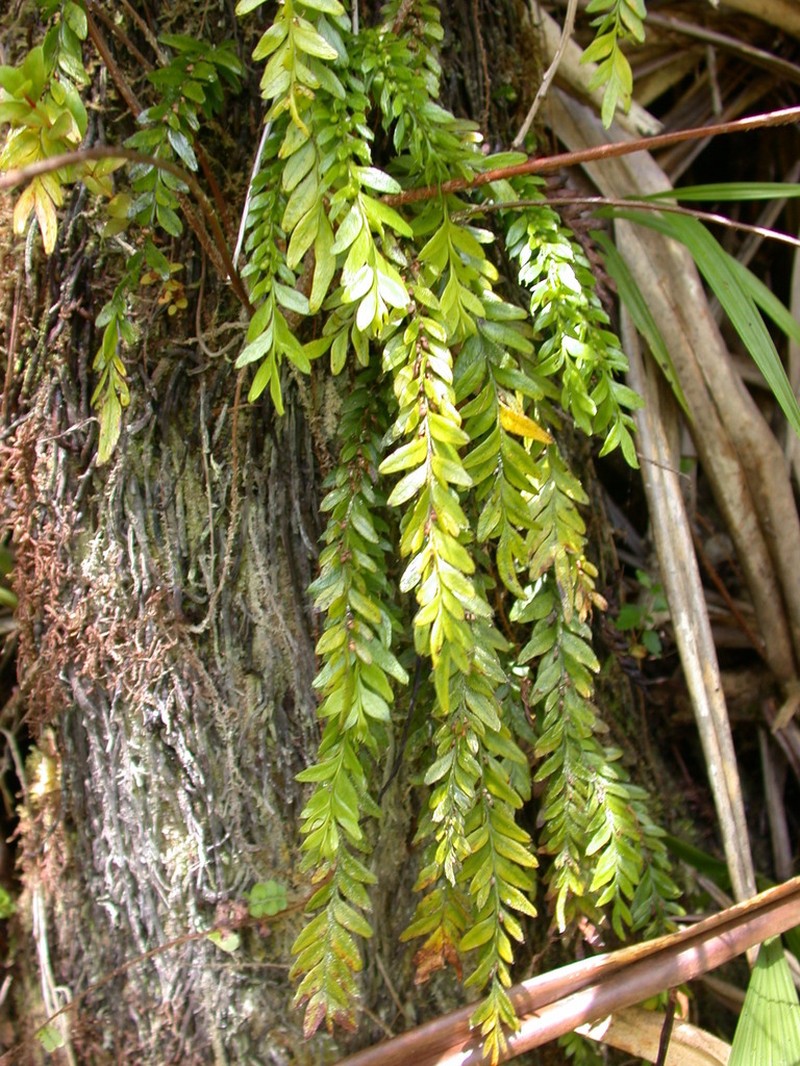 Tmesipteris gracilis photo 2