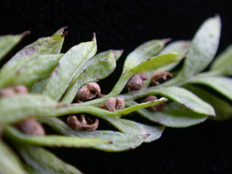 Tmesipteris gracilis photo 3