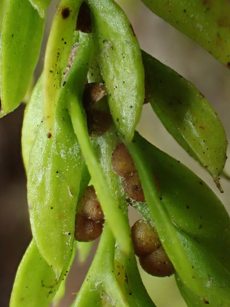 Tmesipteris gracilis photo 4