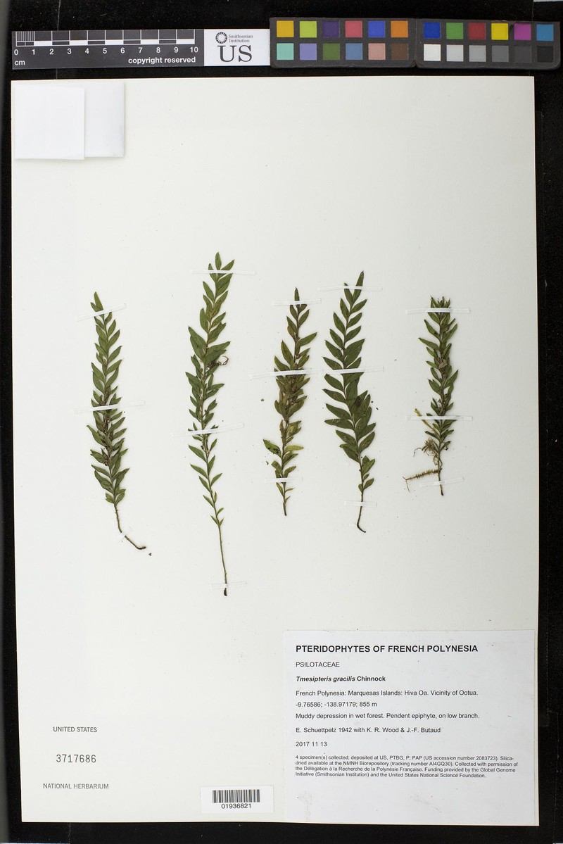 Tmesipteris gracilis photo 6