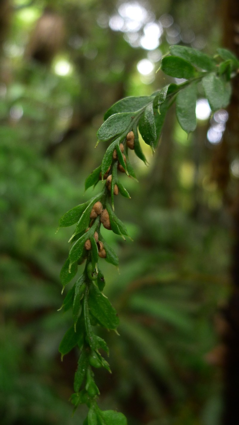 Tmesipteris horomaka