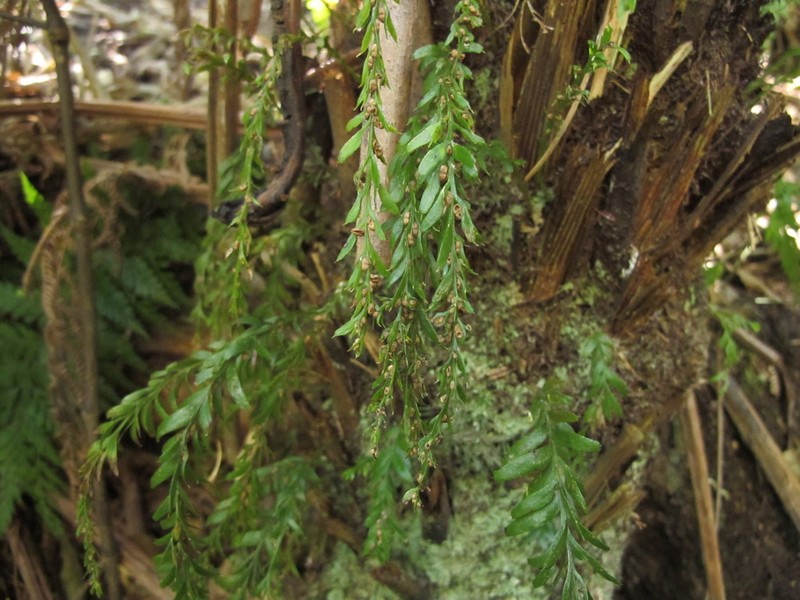 Tmesipteris horomaka photo 2