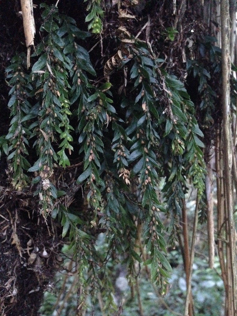 Tmesipteris horomaka photo 3