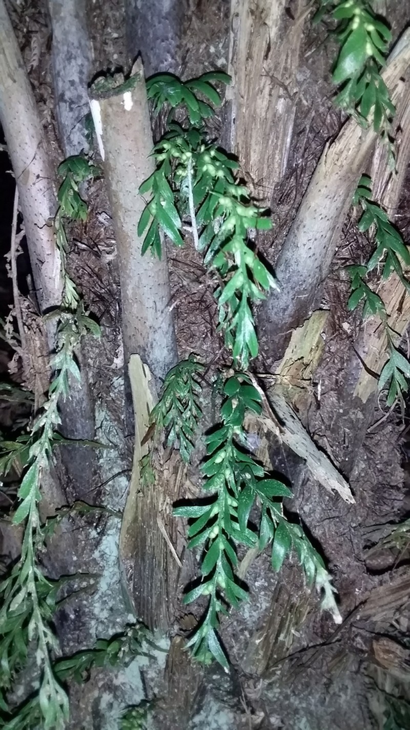 Tmesipteris horomaka photo 4