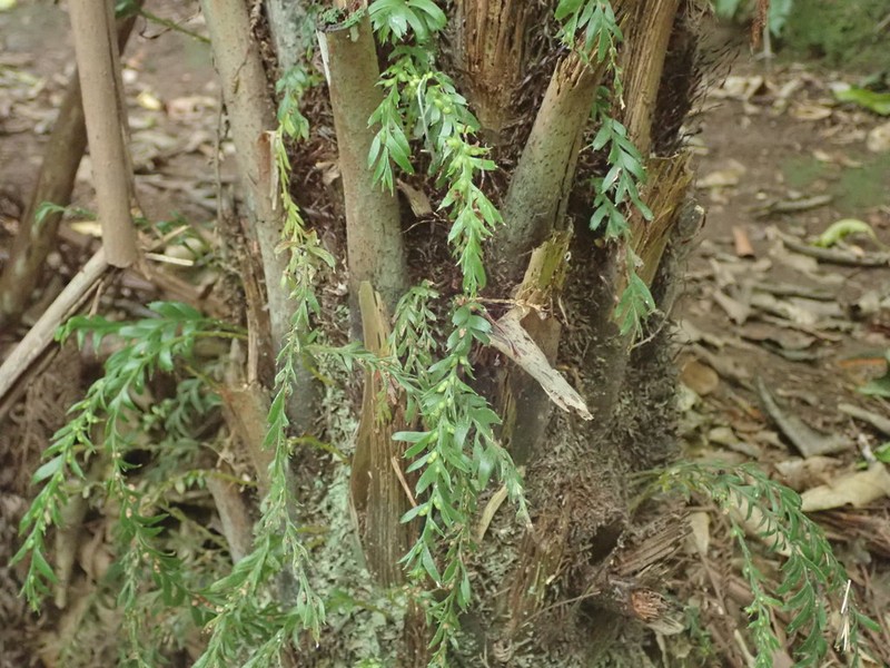 Tmesipteris horomaka photo 5