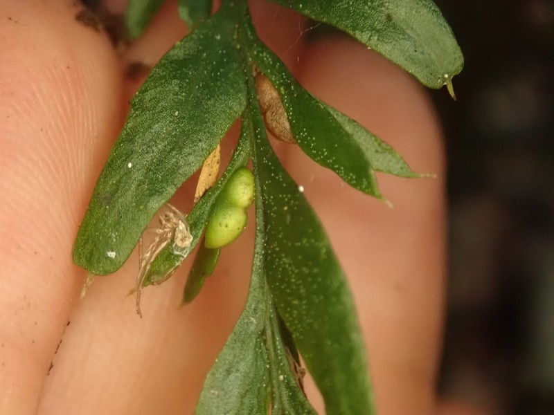Tmesipteris horomaka photo 6