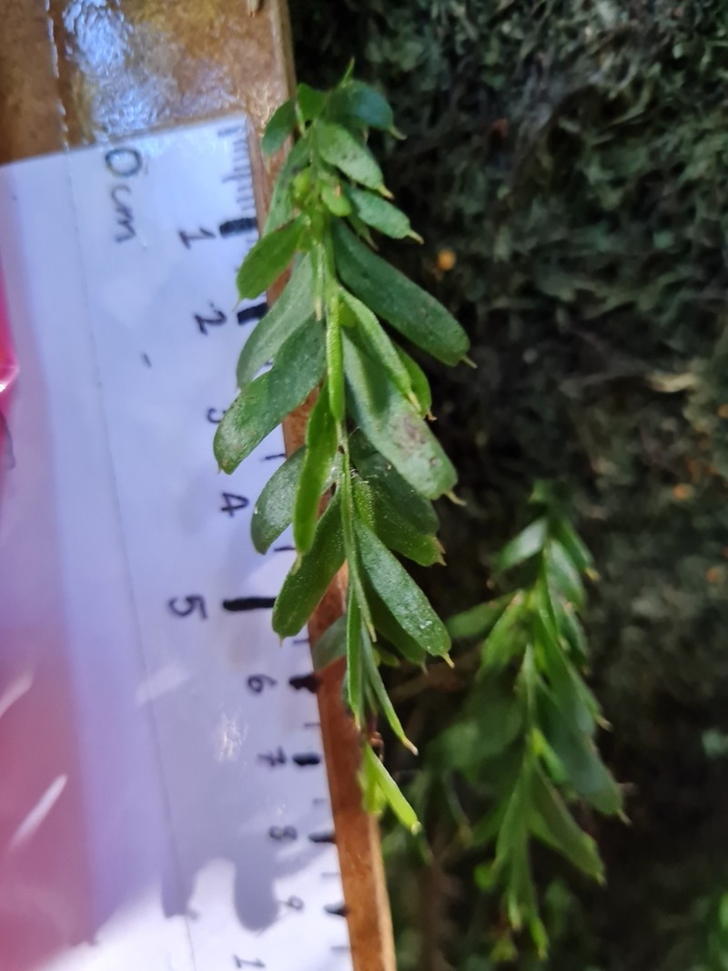Tmesipteris horomaka photo 7