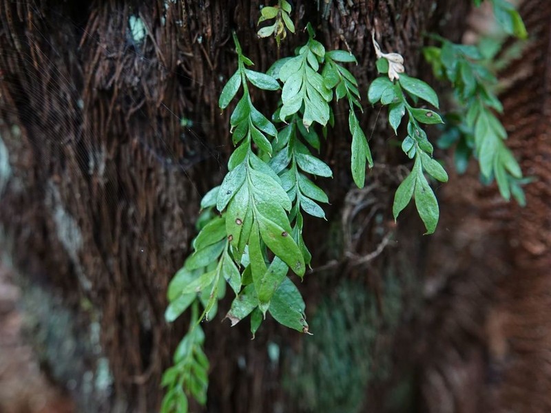 Tmesipteris lanceolata