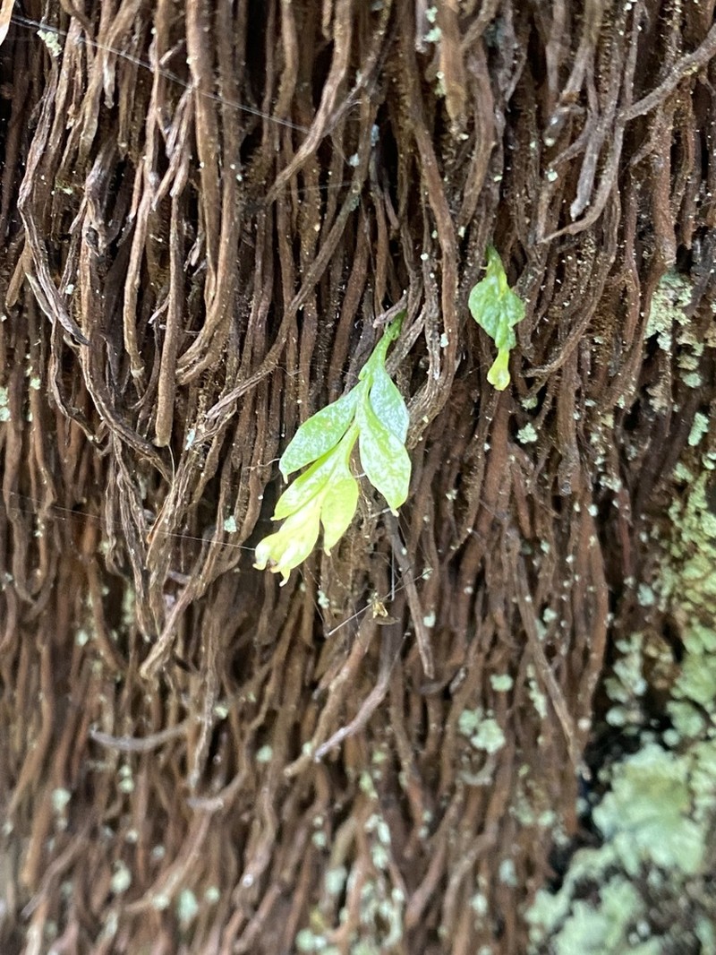Tmesipteris lanceolata photo 2