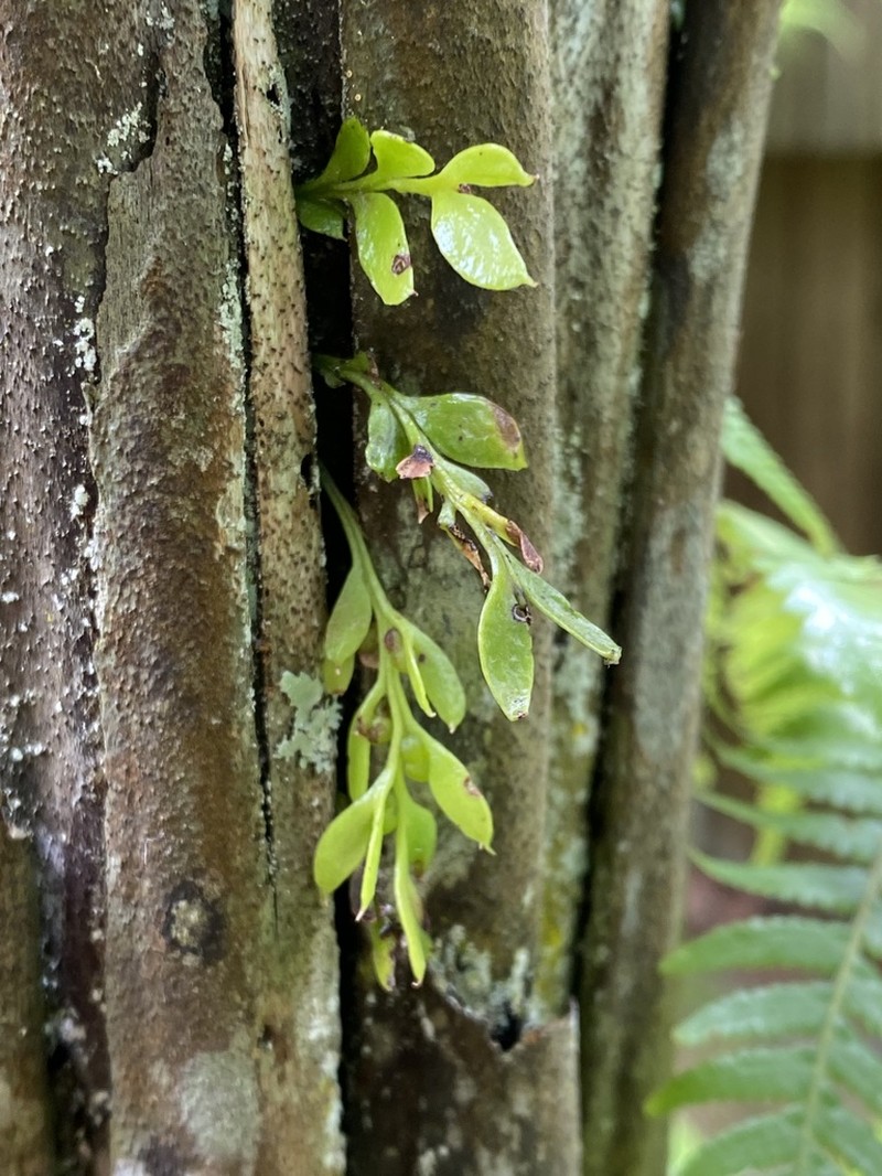 Tmesipteris lanceolata photo 3