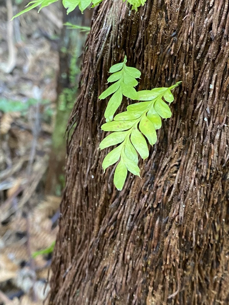 Tmesipteris lanceolata photo 4