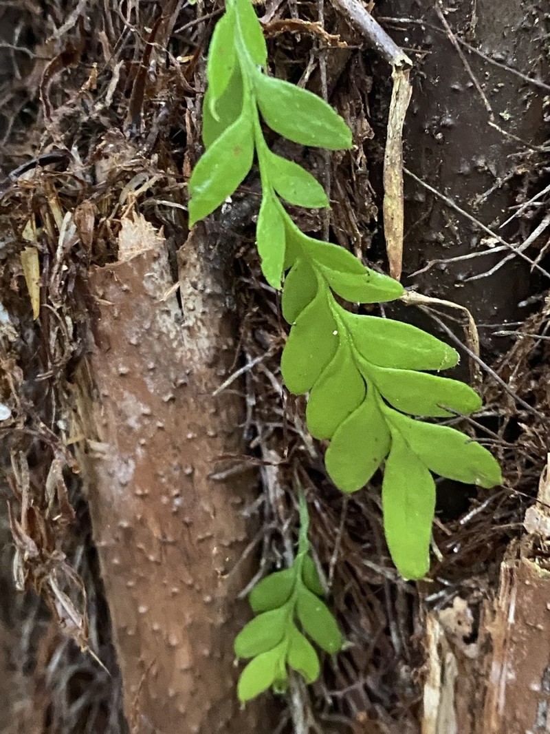 Tmesipteris lanceolata photo 5