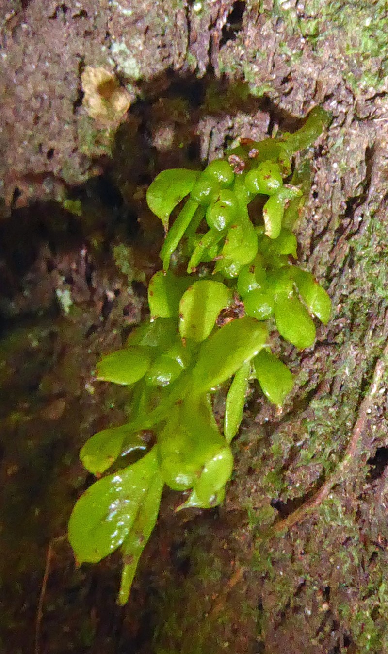 Tmesipteris lanceolata photo 6