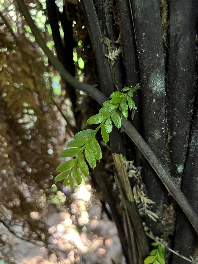 Tmesipteris lanceolata photo 7