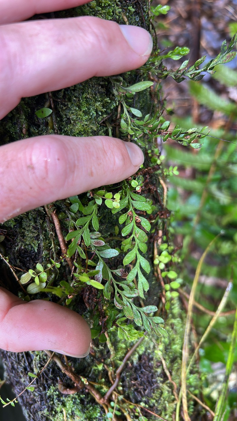 Tmesipteris lanceolata photo 8
