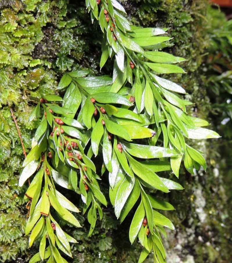 Tmesipteris norfolkensis