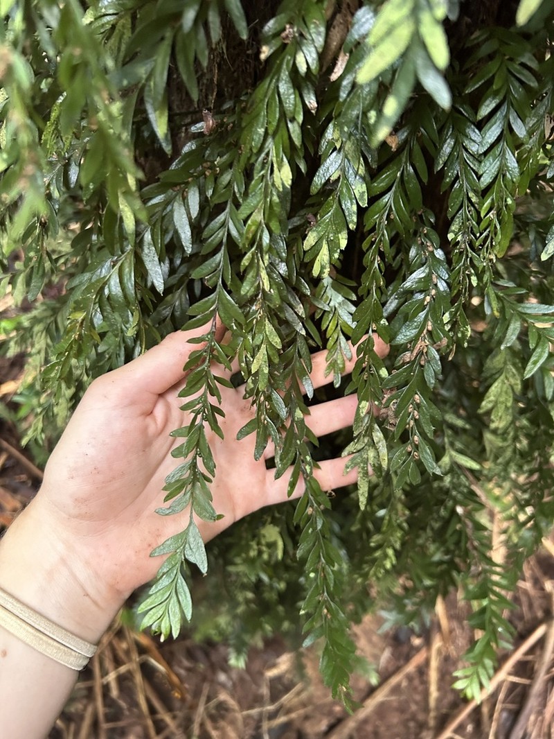 Tmesipteris norfolkensis photo 2