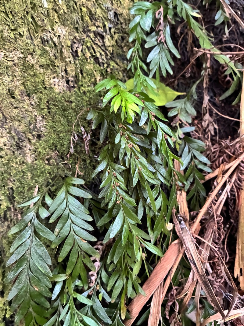 Tmesipteris norfolkensis photo 3