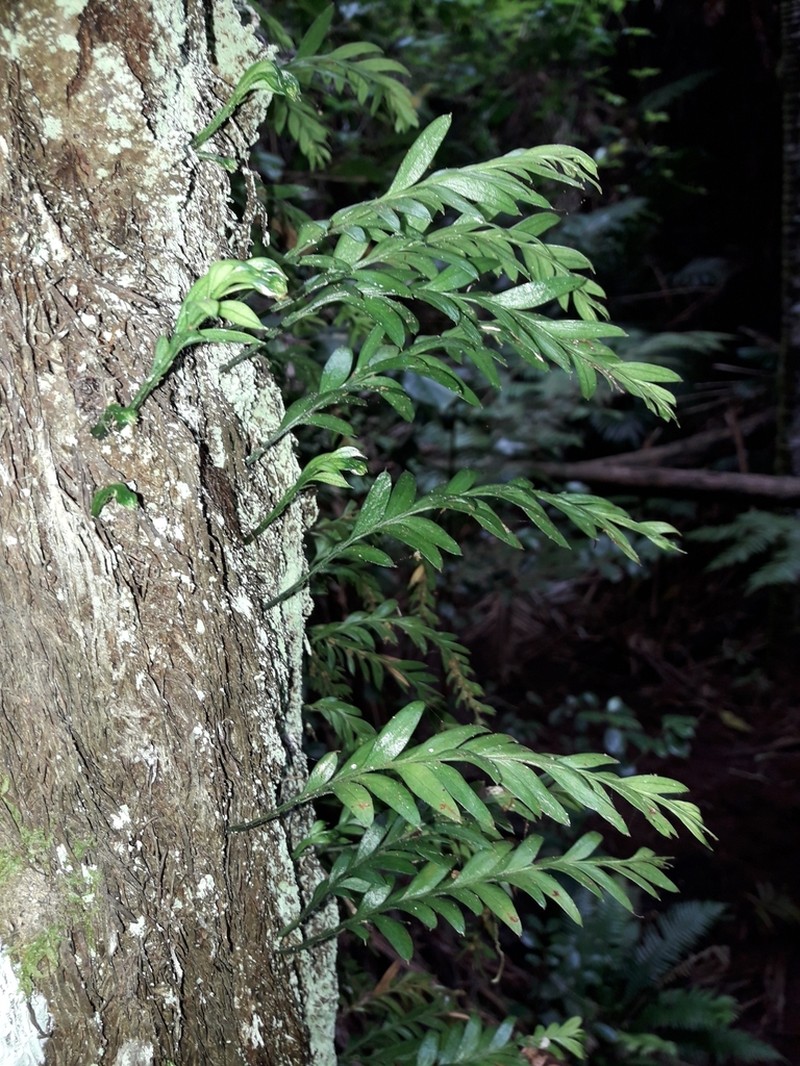 Tmesipteris norfolkensis photo 4