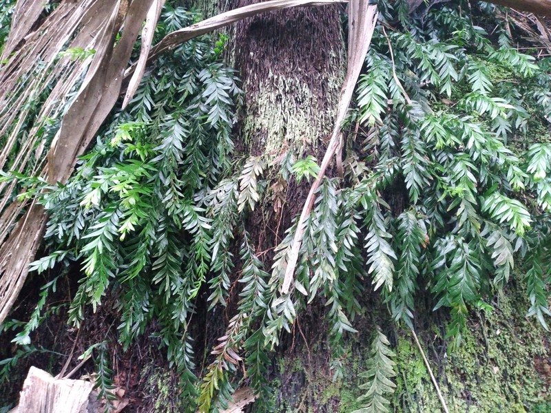 Tmesipteris norfolkensis photo 5