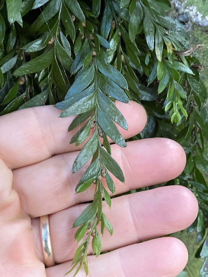 Tmesipteris norfolkensis photo 6