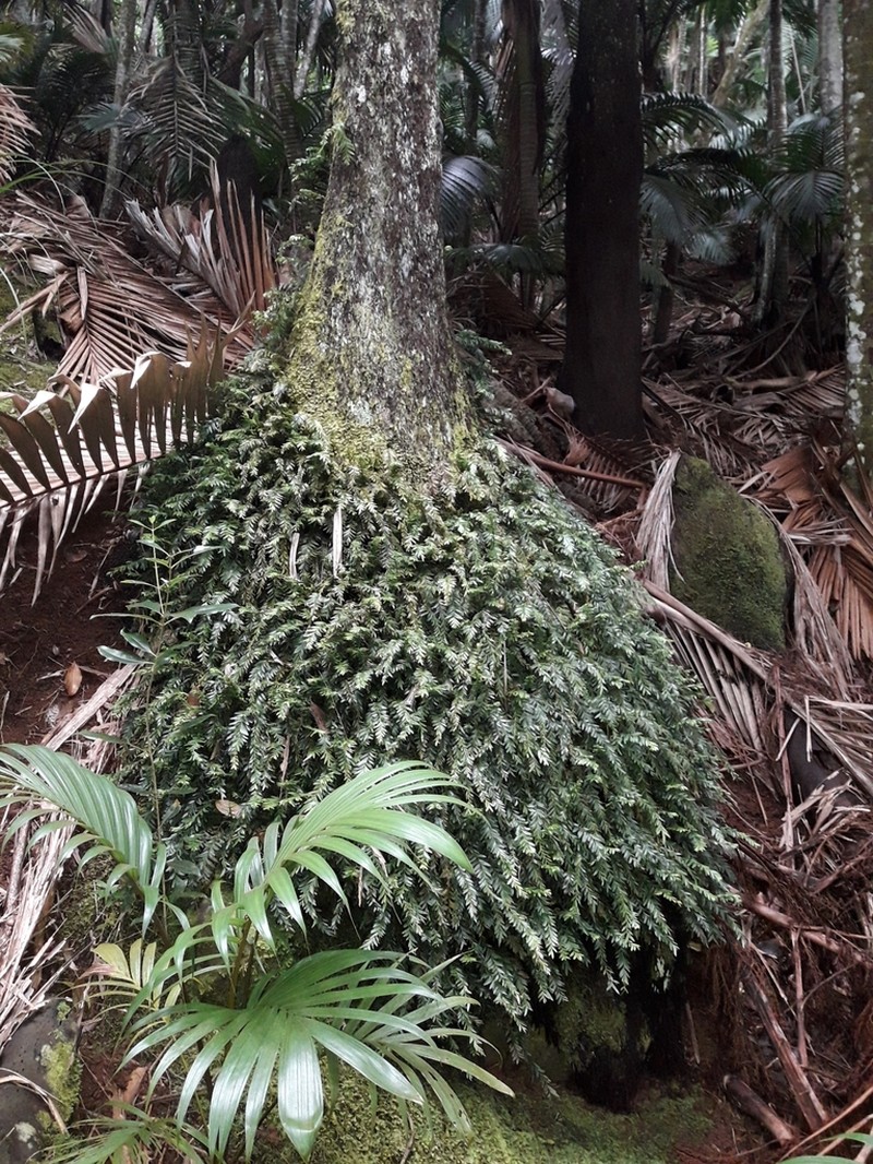 Tmesipteris norfolkensis photo 7