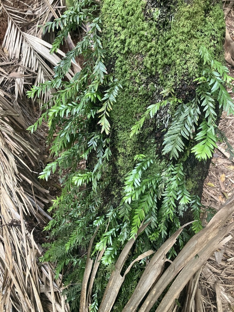 Tmesipteris norfolkensis photo 8