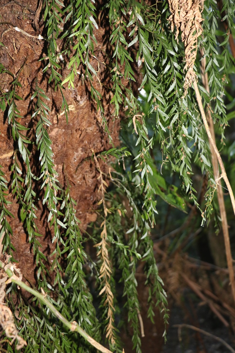 Tmesipteris obliqua