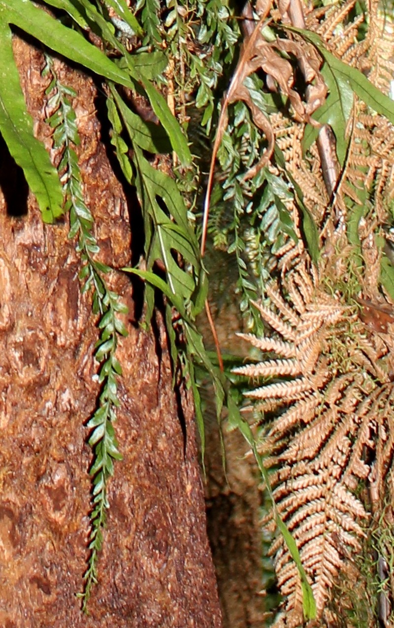 Tmesipteris obliqua photo 2