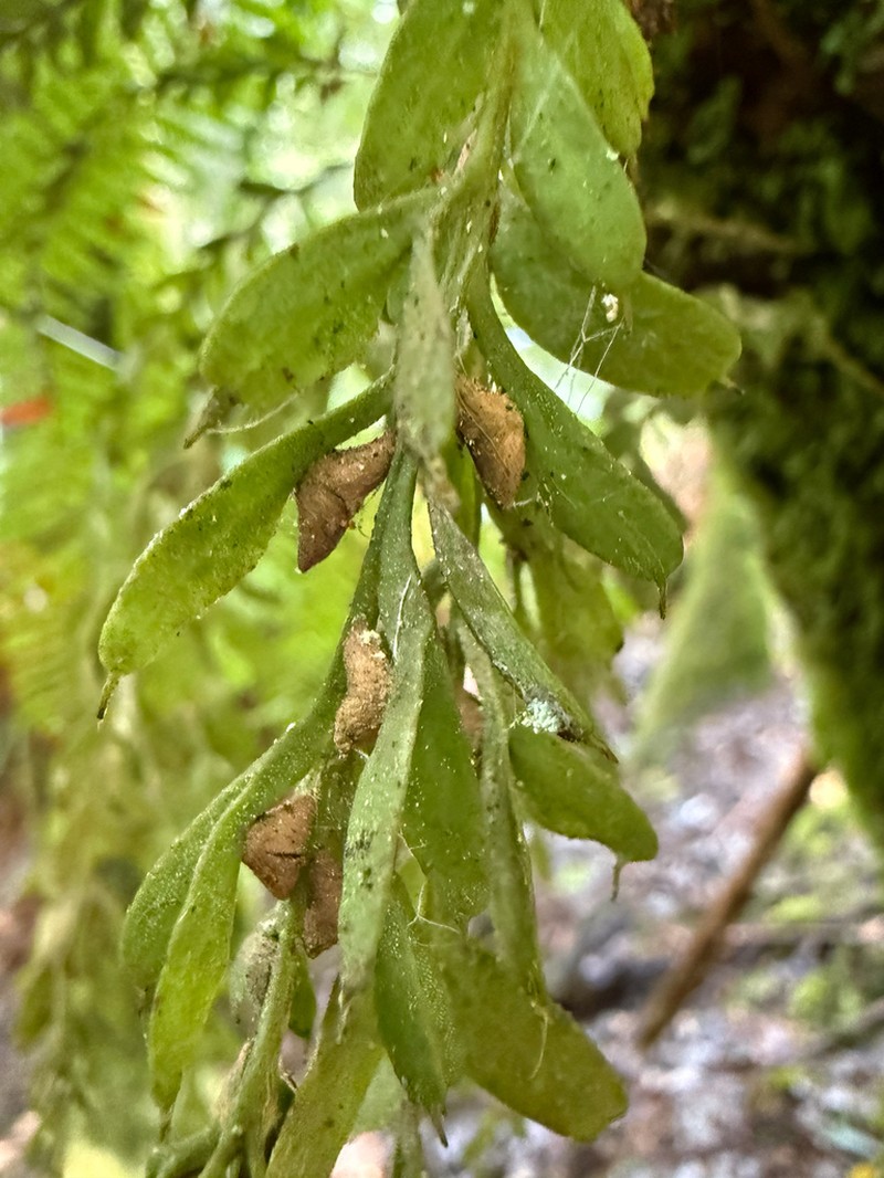 Tmesipteris obliqua photo 3