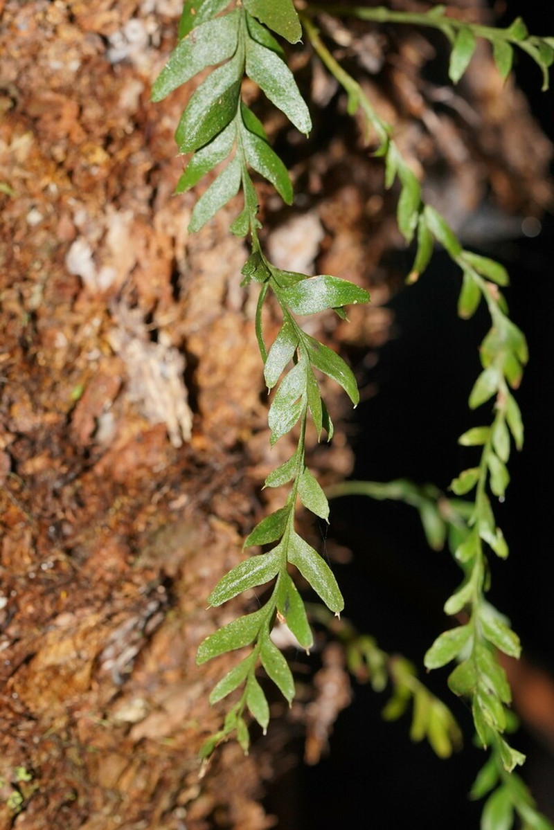 Tmesipteris obliqua photo 4