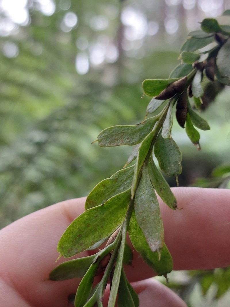 Tmesipteris obliqua photo 5