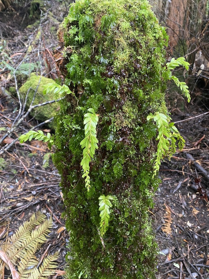 Tmesipteris obliqua photo 6