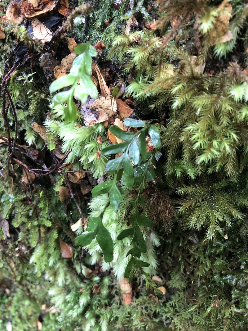 Tmesipteris obliqua photo 7