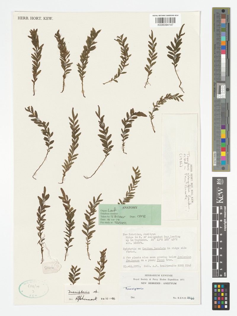 Tmesipteris oblongifolia