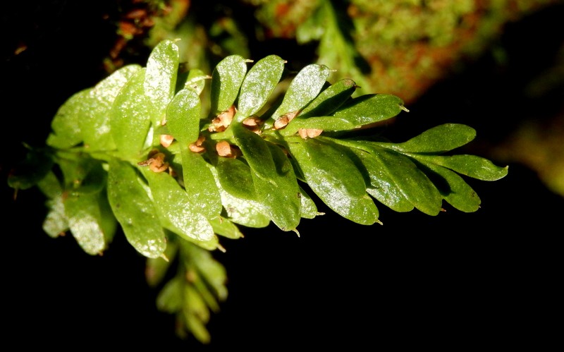 Tmesipteris ovata