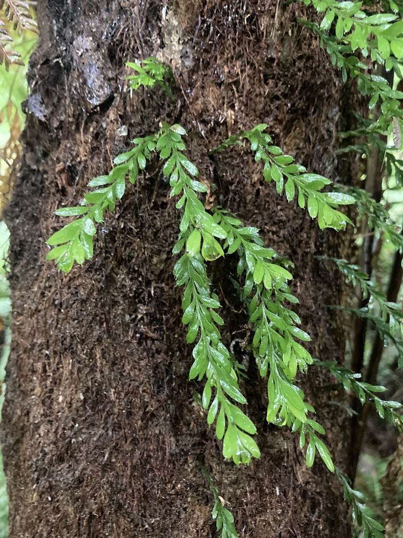 Tmesipteris ovata photo 2