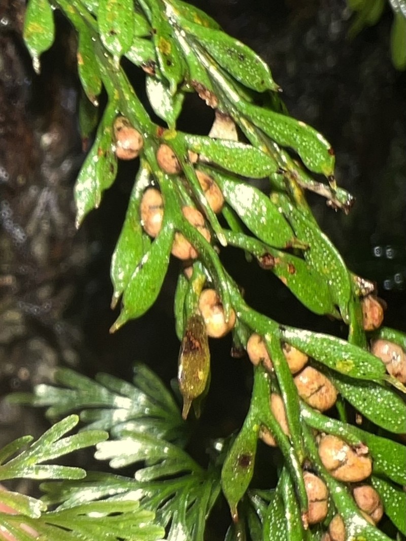 Tmesipteris ovata photo 3