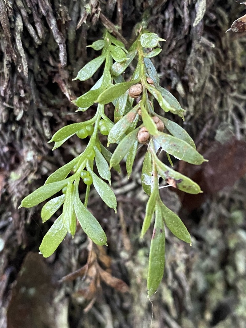 Tmesipteris ovata photo 4
